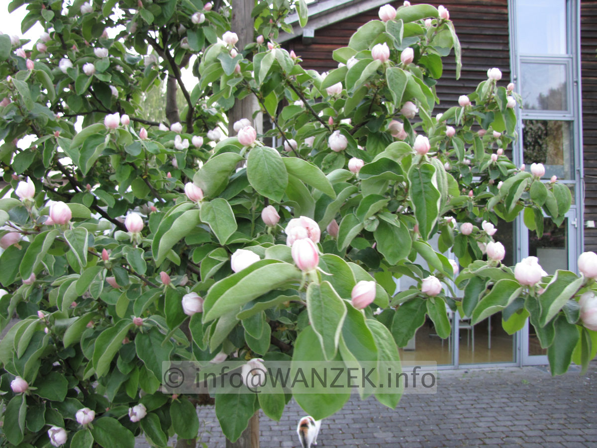 Quitte Konstantinopeler 01a in Bluete.JPG